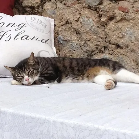 Bed and breakfast Le Stipedisopra Pietrasanta